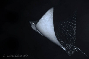 Spotted Eagle Ray,night dive-shot with Canon 5D MK II and... by Richard Goluch 